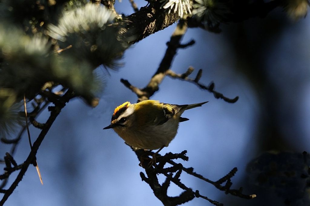 Le piume erettili del fiorrancino (Regulus ignicapillus)